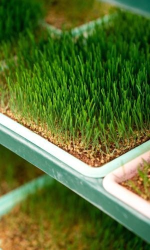 lawn care,lawn care services,lawn care newcastle,lawn mowing services,lawn mowing service near me,garden maintenance near me